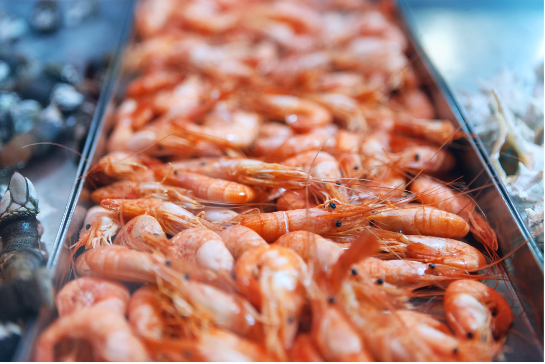 Seagarden artikkel Shrimp powder