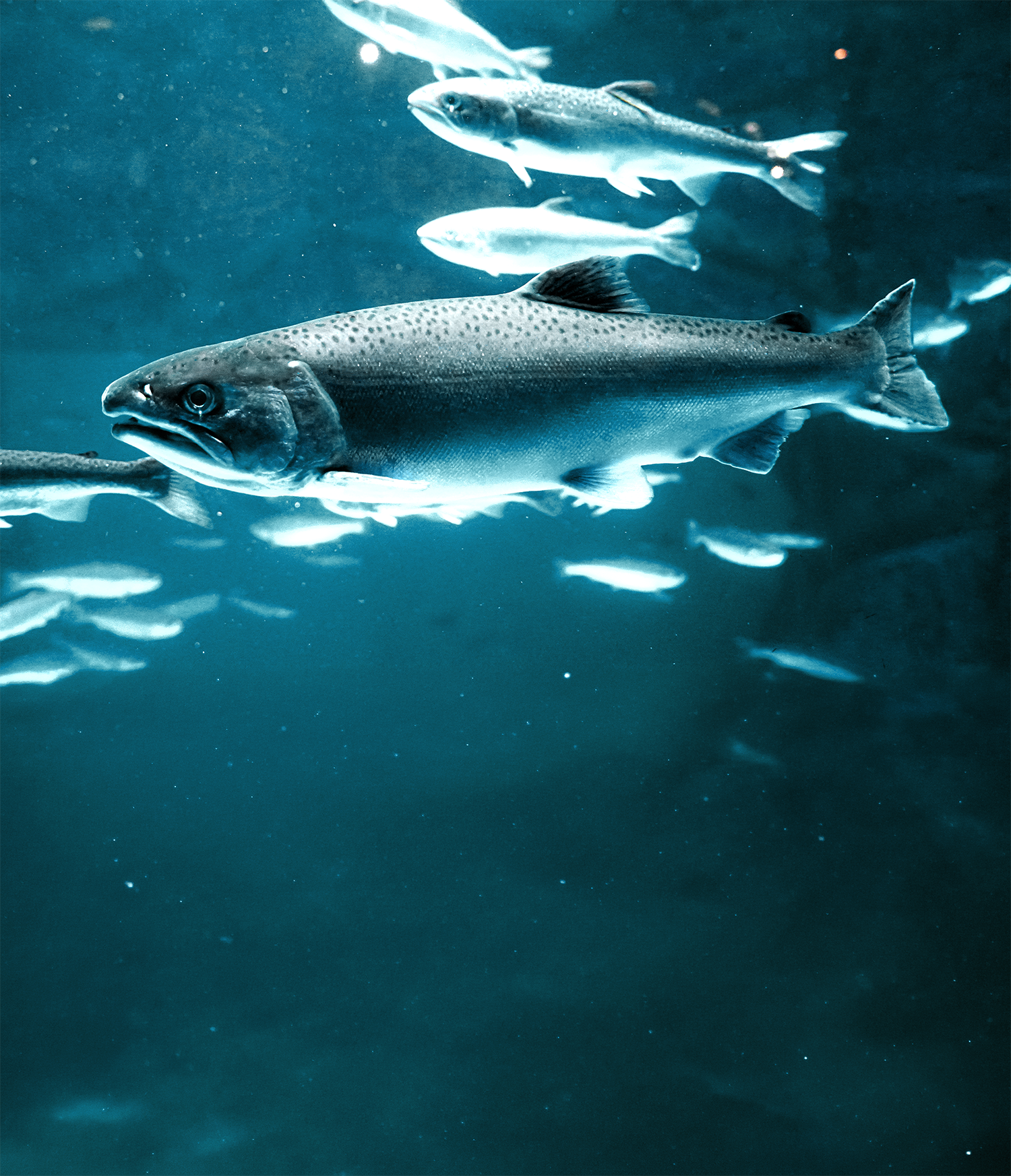 shutterstock_1966678945
