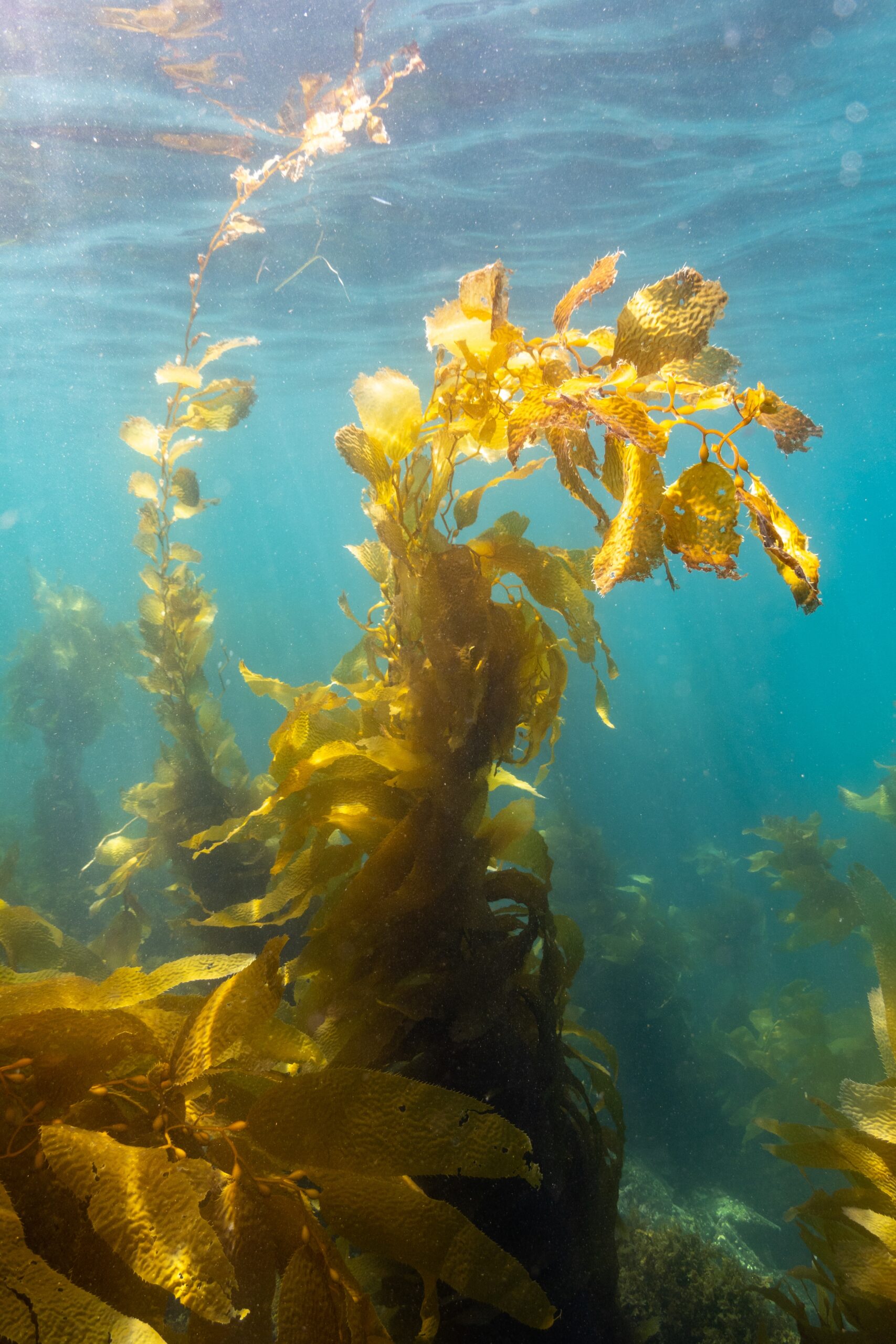 Underwater,Kelp,Forest.,Ocean,Nature,Seaweed,Kelp,Growing,In,Blue