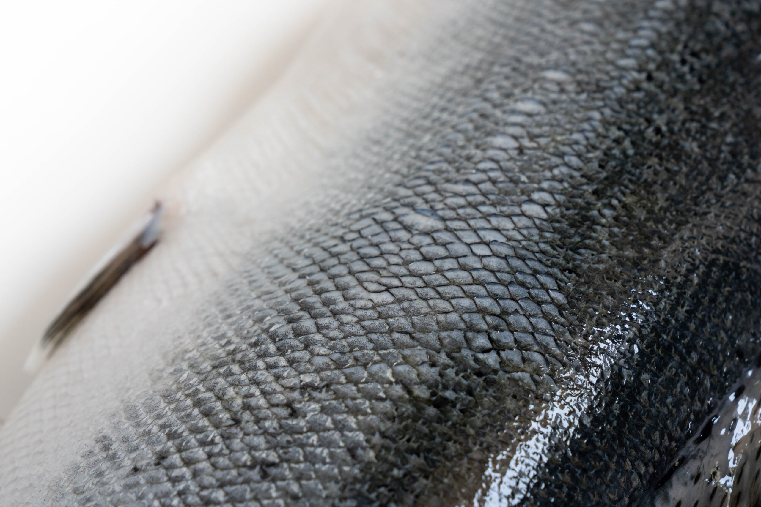 Closeup,Of,Fresh,Atlantic,Salmon,Fish's,Scale.