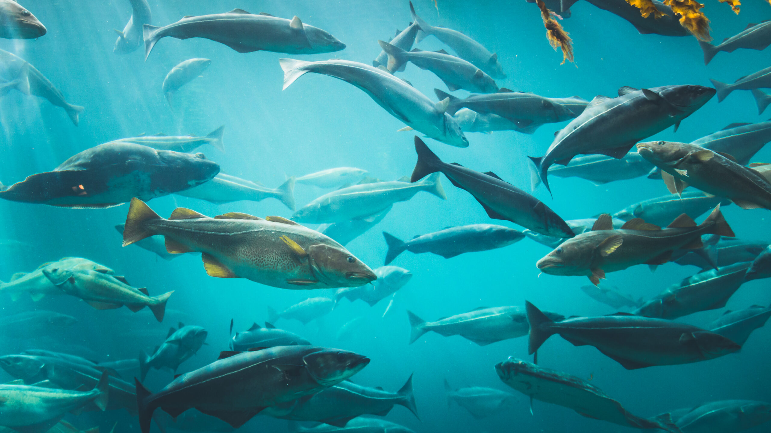 Big,Cod,Fishes,In,Huge,Water,Tank,In,Sea,Water