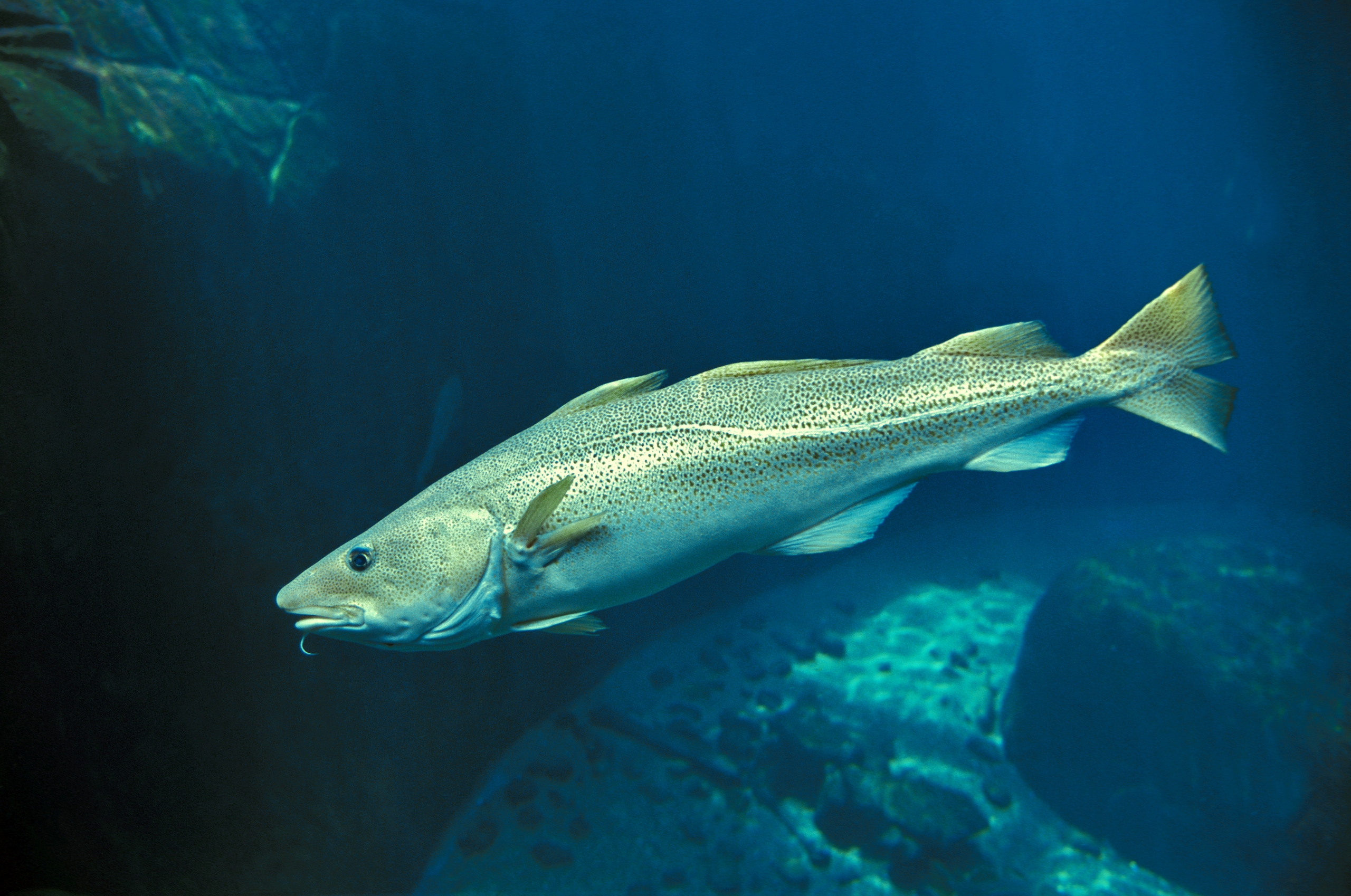 shutterstock_1637186614_seacoll-adjusted